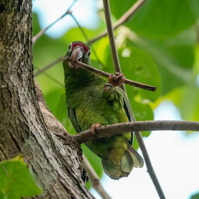 Puerto rican parrot sittin on branch and chewing on small stick