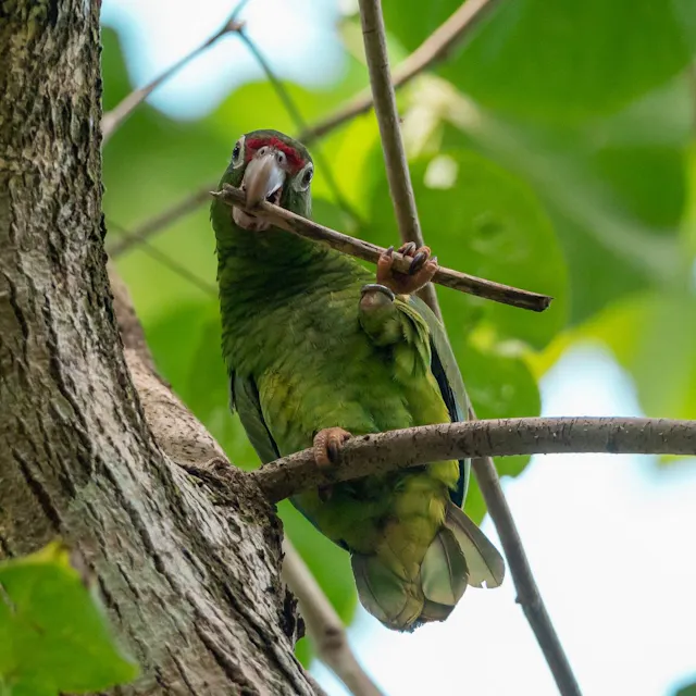 Puerto rican parrot sittin on branch and chewing on small stick