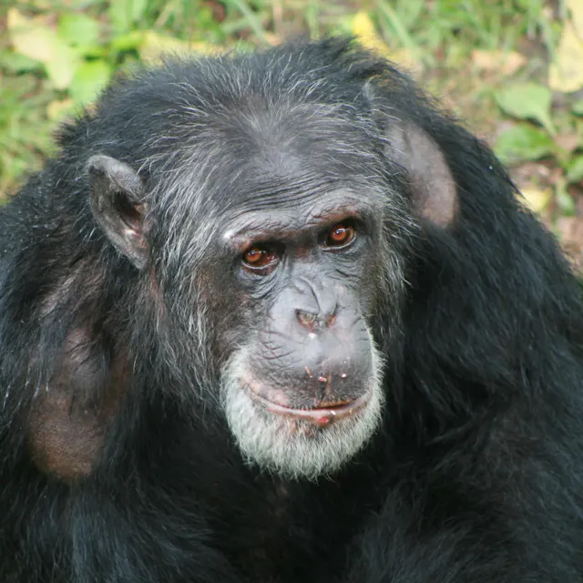Close up of a chimpanzee