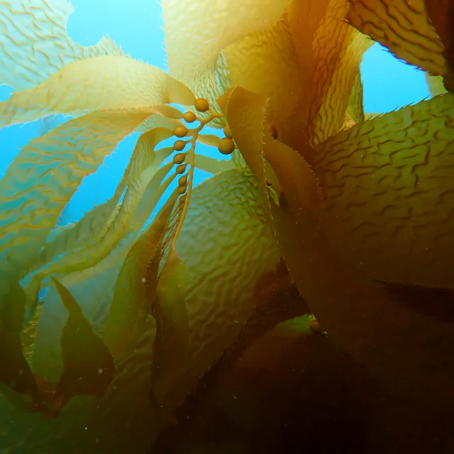 Photo of kelp underwater.