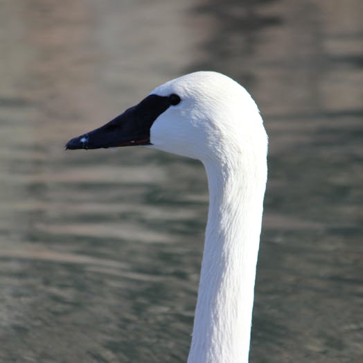 closeup of a trumpeter swan