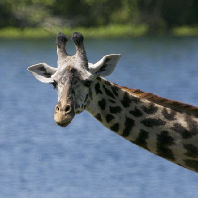 sideview of a giraffe next to water