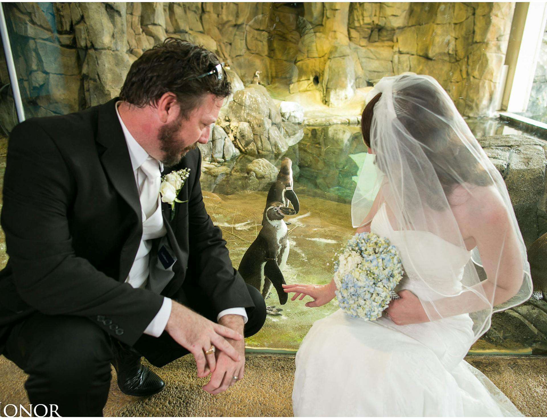 a married couple crouching next to penguins