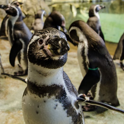 closeup of a humboldt penguin with other penguins in the background
