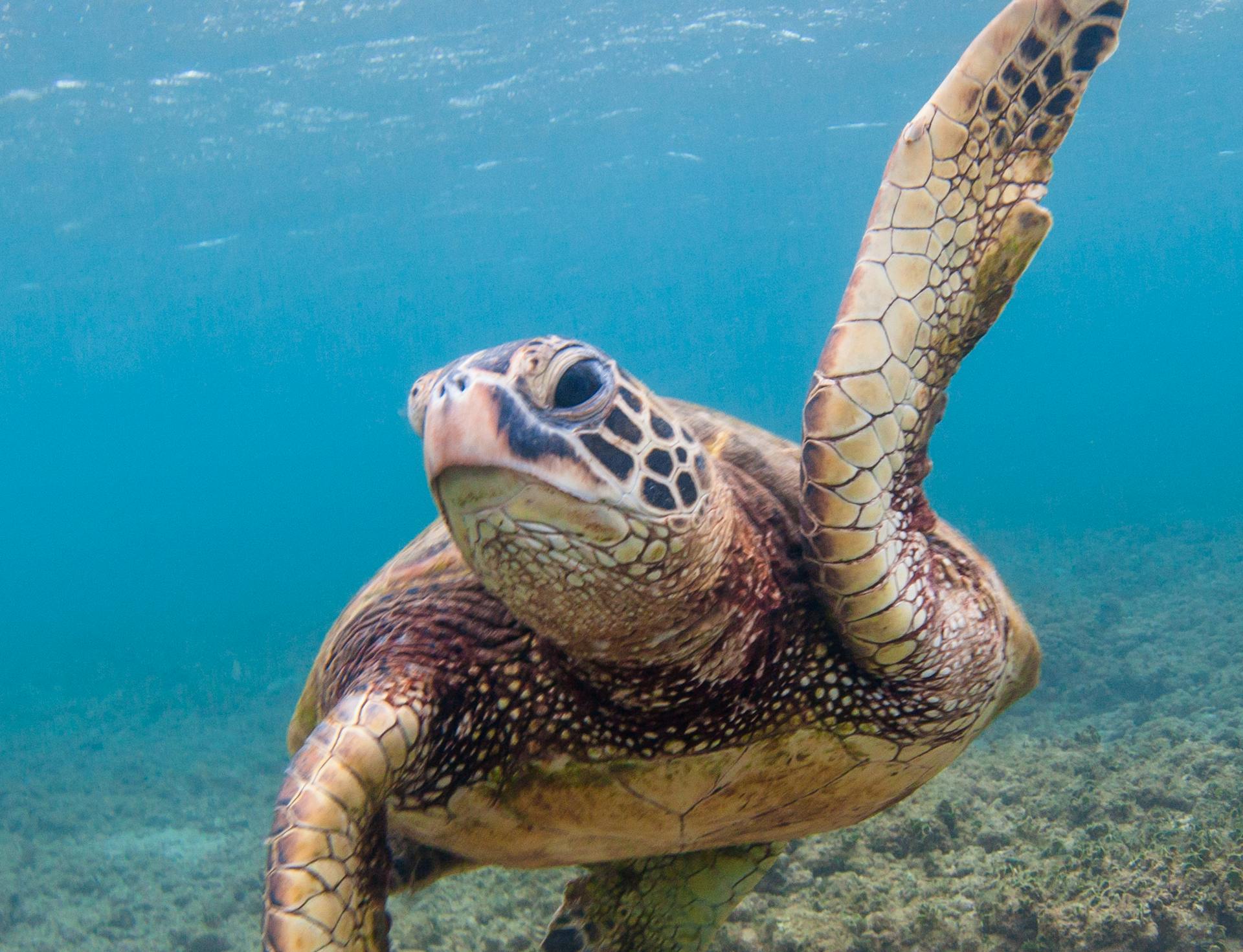 Sea turtle swimming in blue water