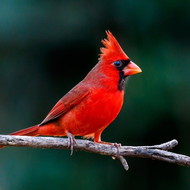Red North American Songbird Cardinal on branch