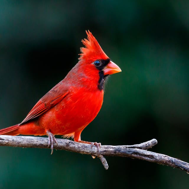 Close of red songbird cardinal