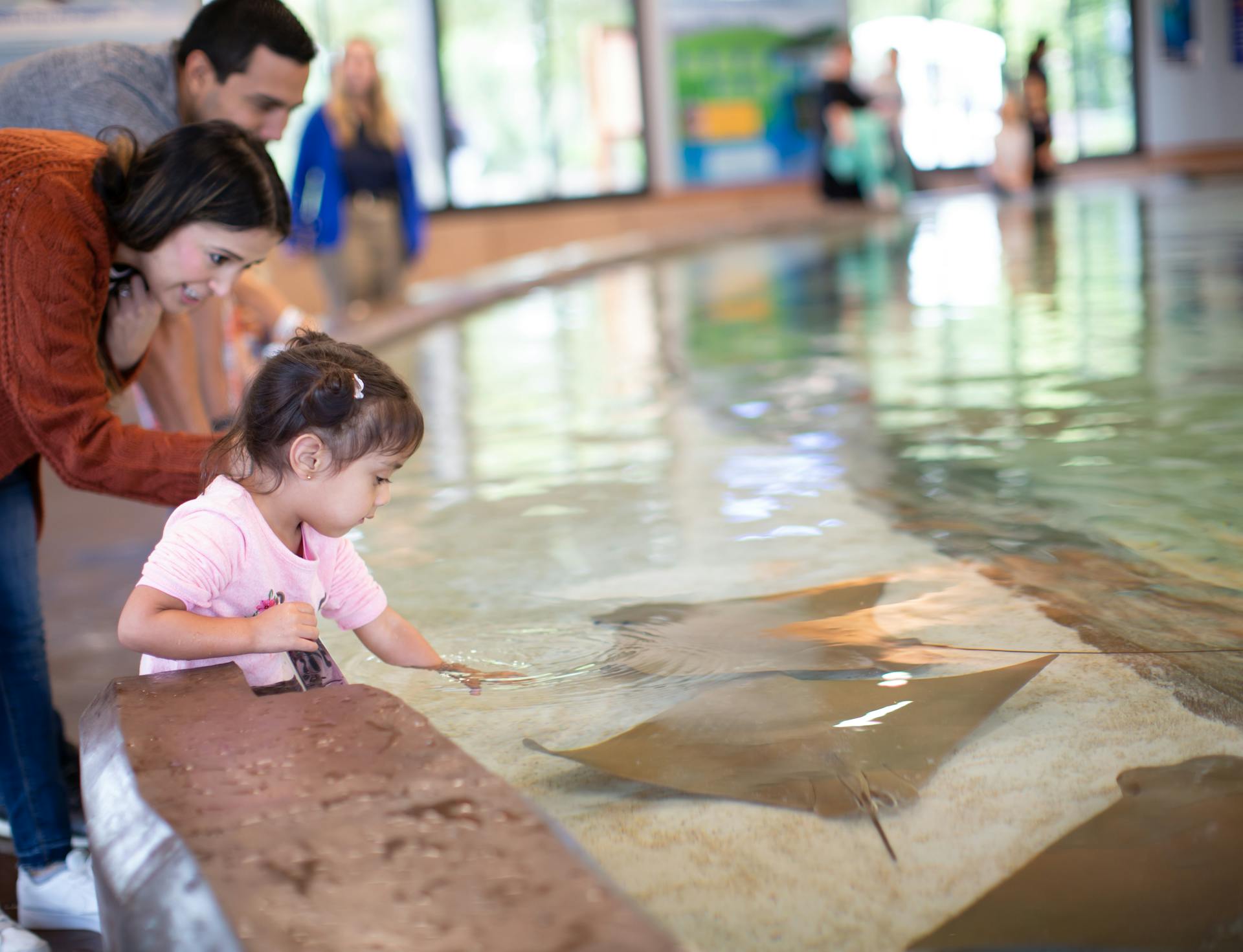 Family touching stingrays in a shallow tank