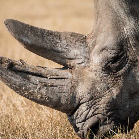 closeup of a rhinoceros head in profile as it eats sunburnt grass