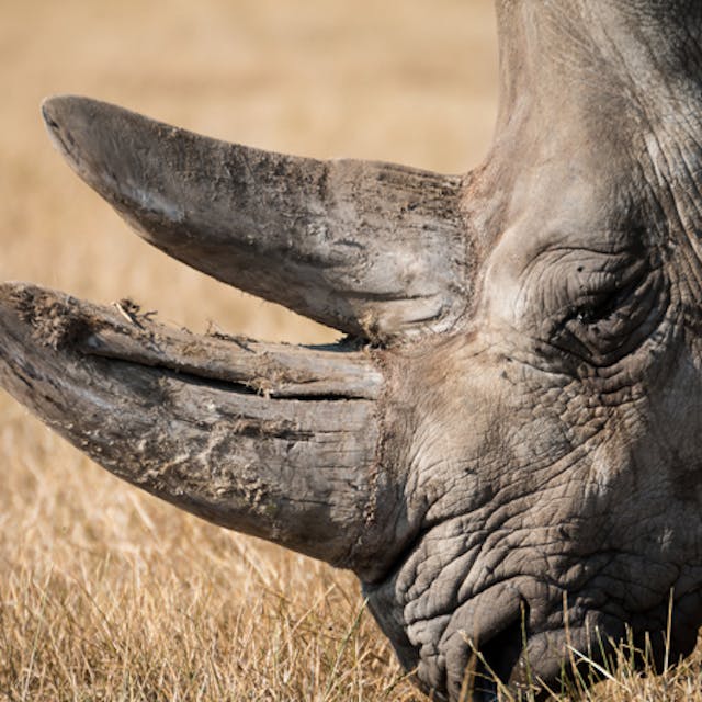 closeup of a rhinoceros head in profile as it eats sunburnt grass