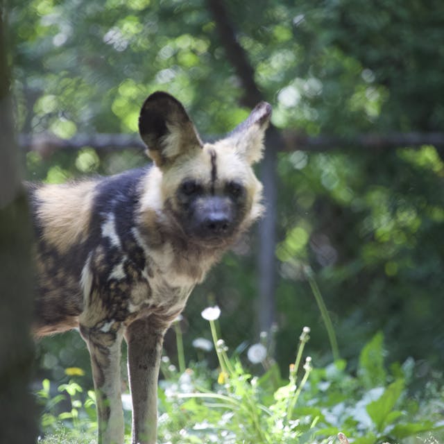 African painted dog standing in grass