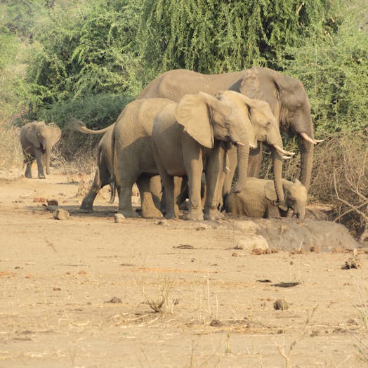 Elephant family in field 