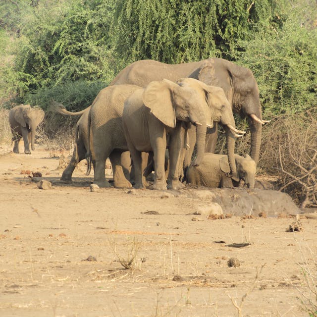 Elephant family in field 