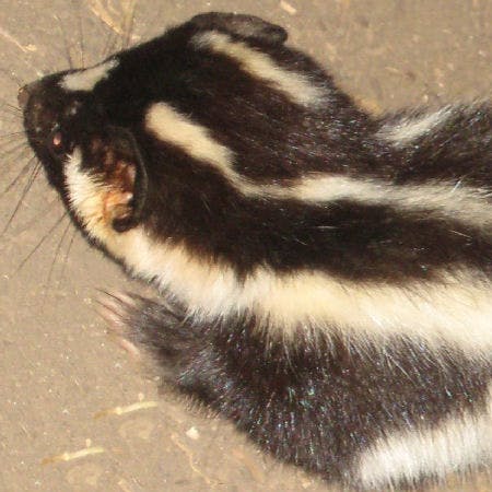 The back of a black and white Eastern Spotted Skunk 
