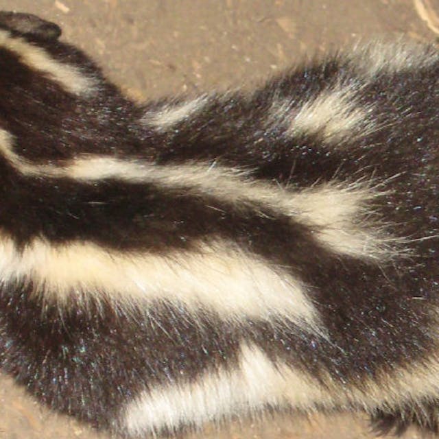 The back of a black and white Eastern Spotted Skunk 