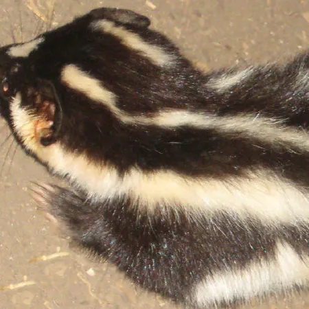 The back of a black and white Eastern Spotted Skunk