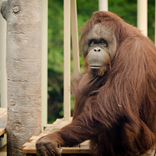 bornean orangutan sitting on a wooden platform