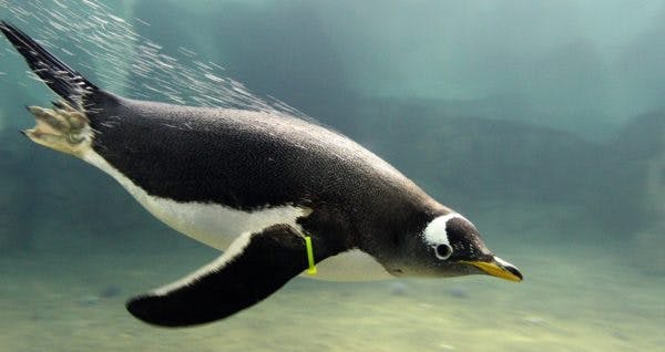 Gentoo penguin diving underwater