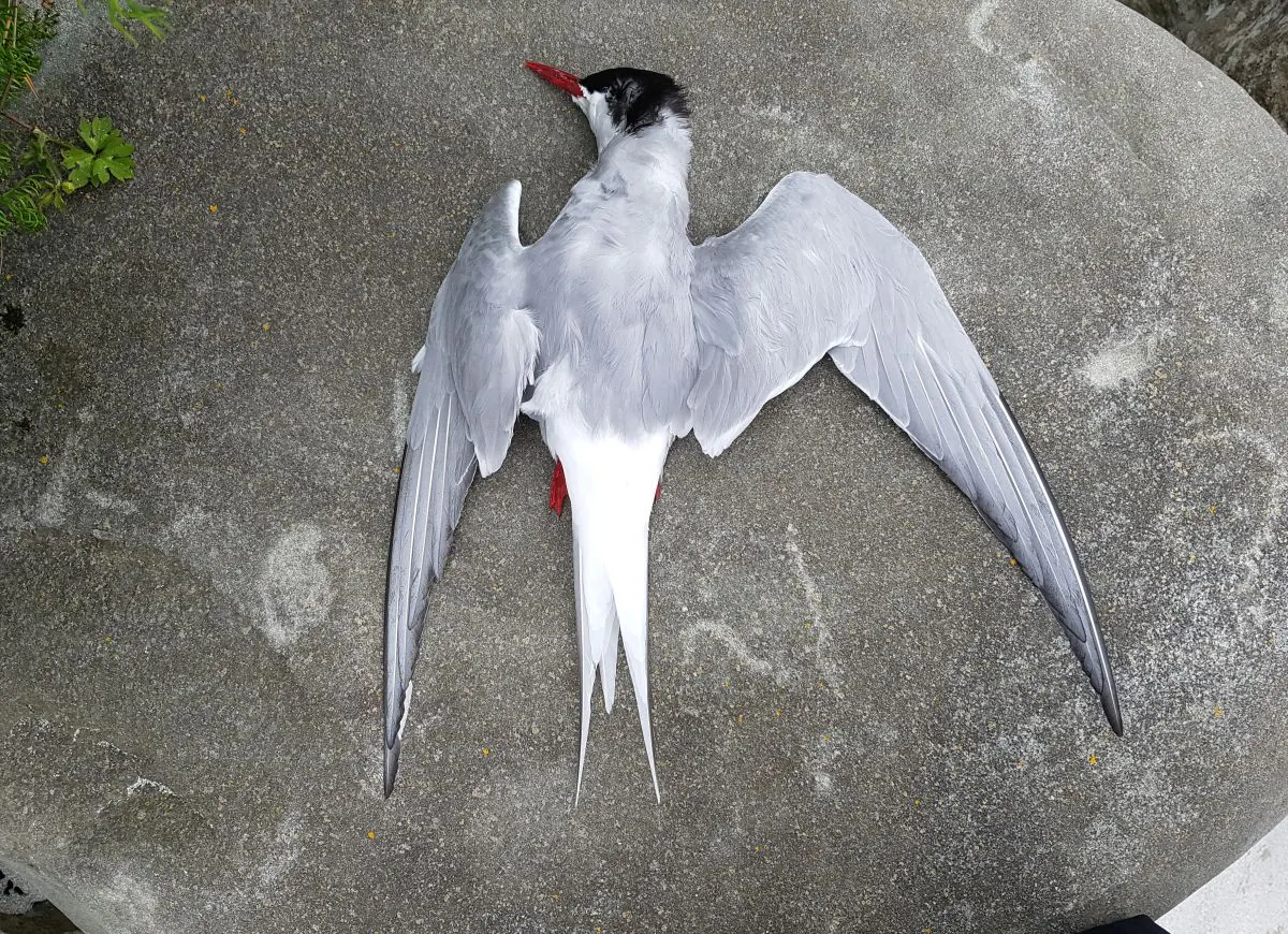 Tern on a rock