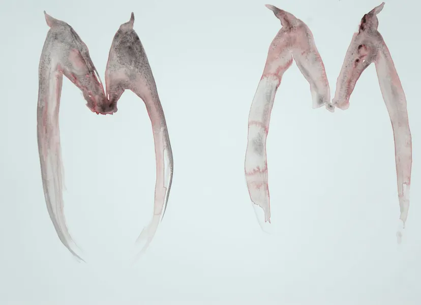 Horse Ribs. Watercolour. Kate Walters 2017. small file