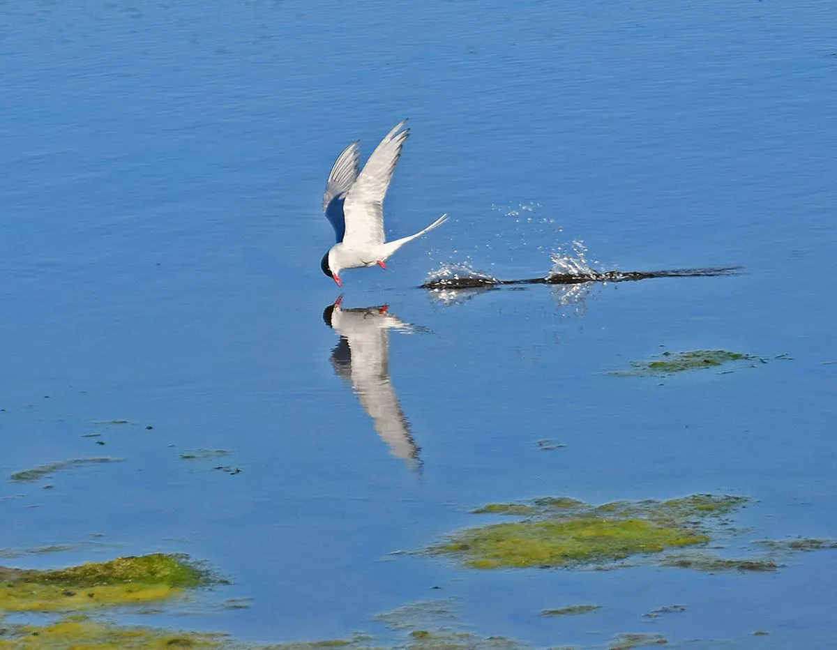 Arctic Tern over a pool