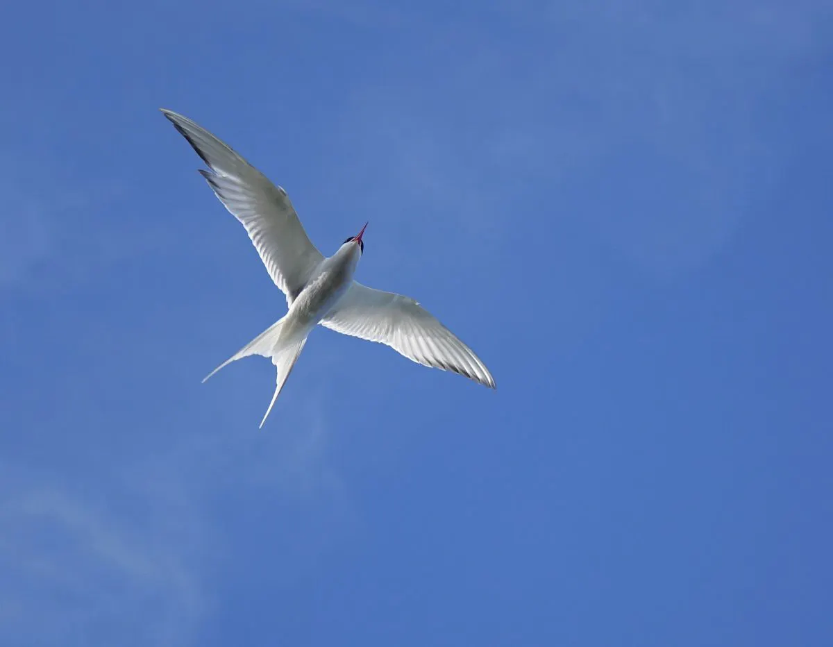 Arctic Tern and Sky