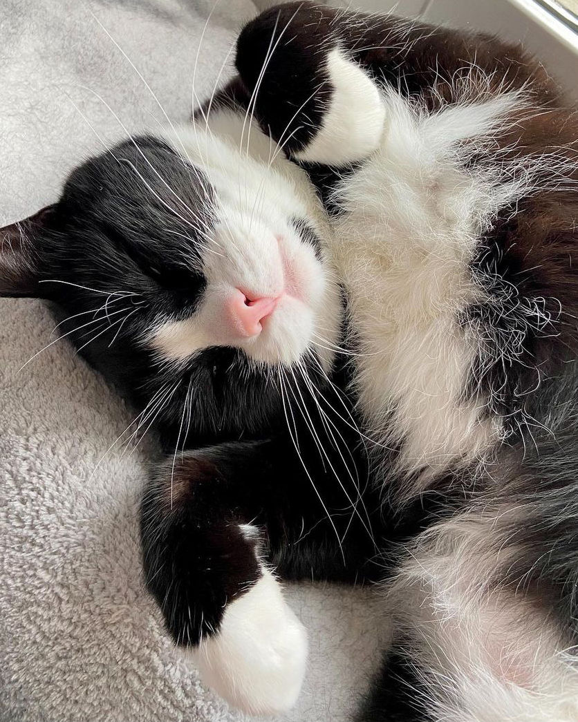 Baloo: katten som valde sina människor  KattBNB