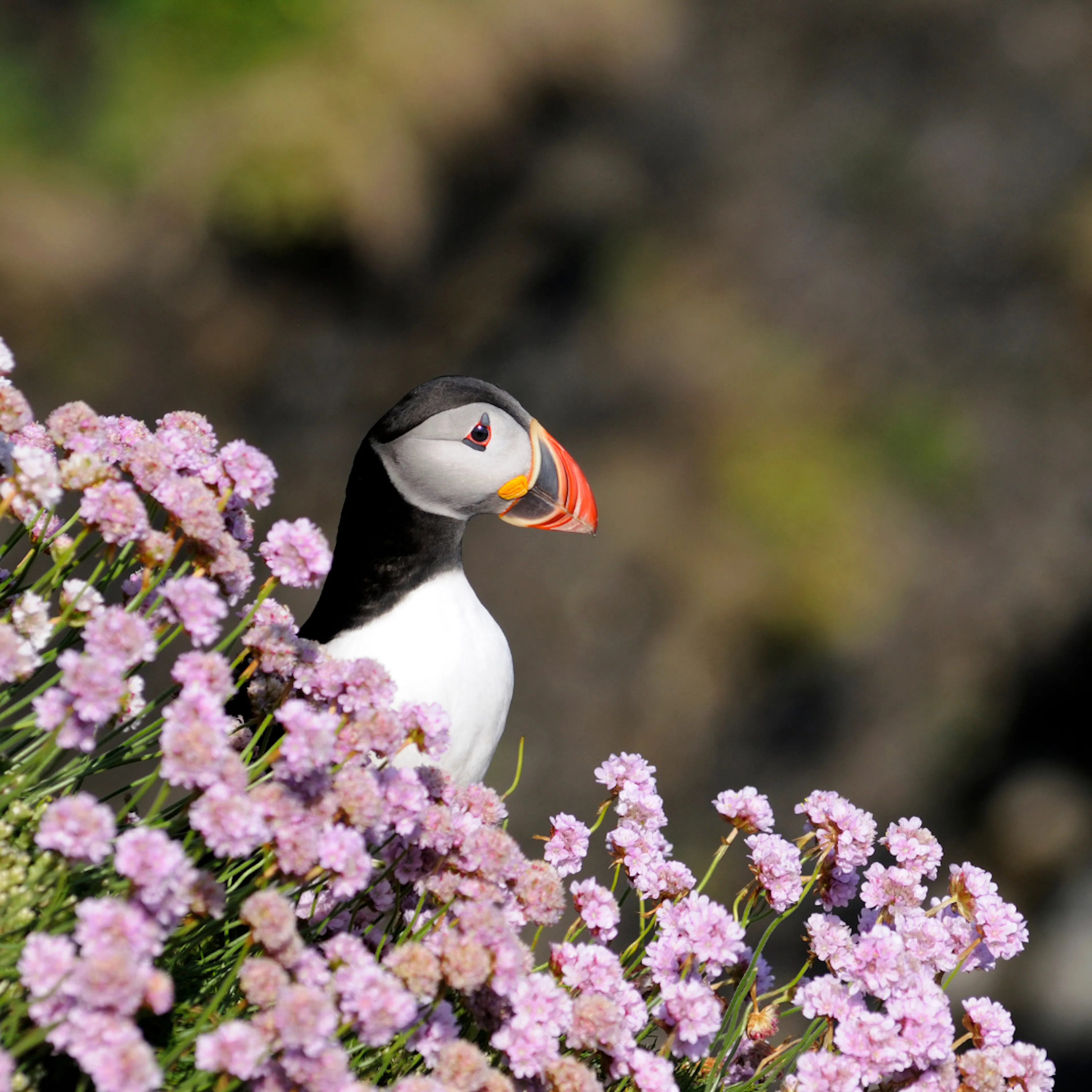 Puffin with wild flowers