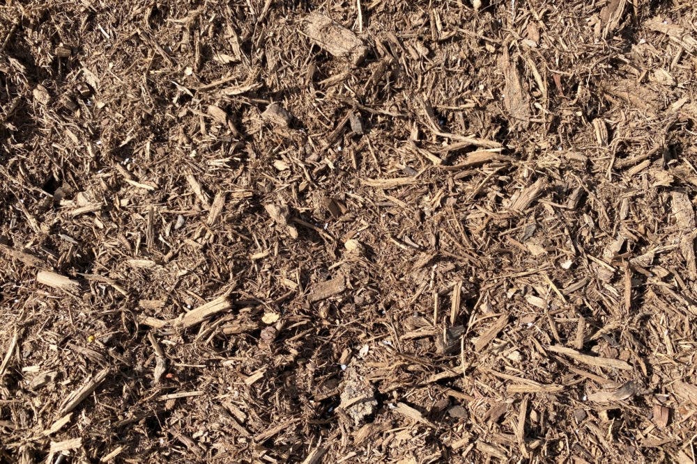 Hemlock Mulch Close-up