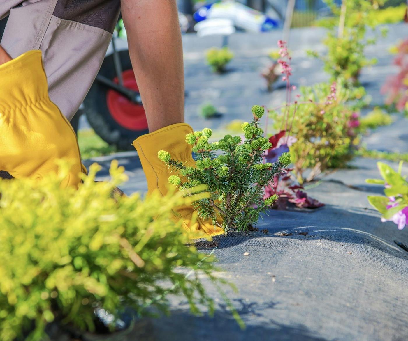 Person in yellow gloves planting shrubs