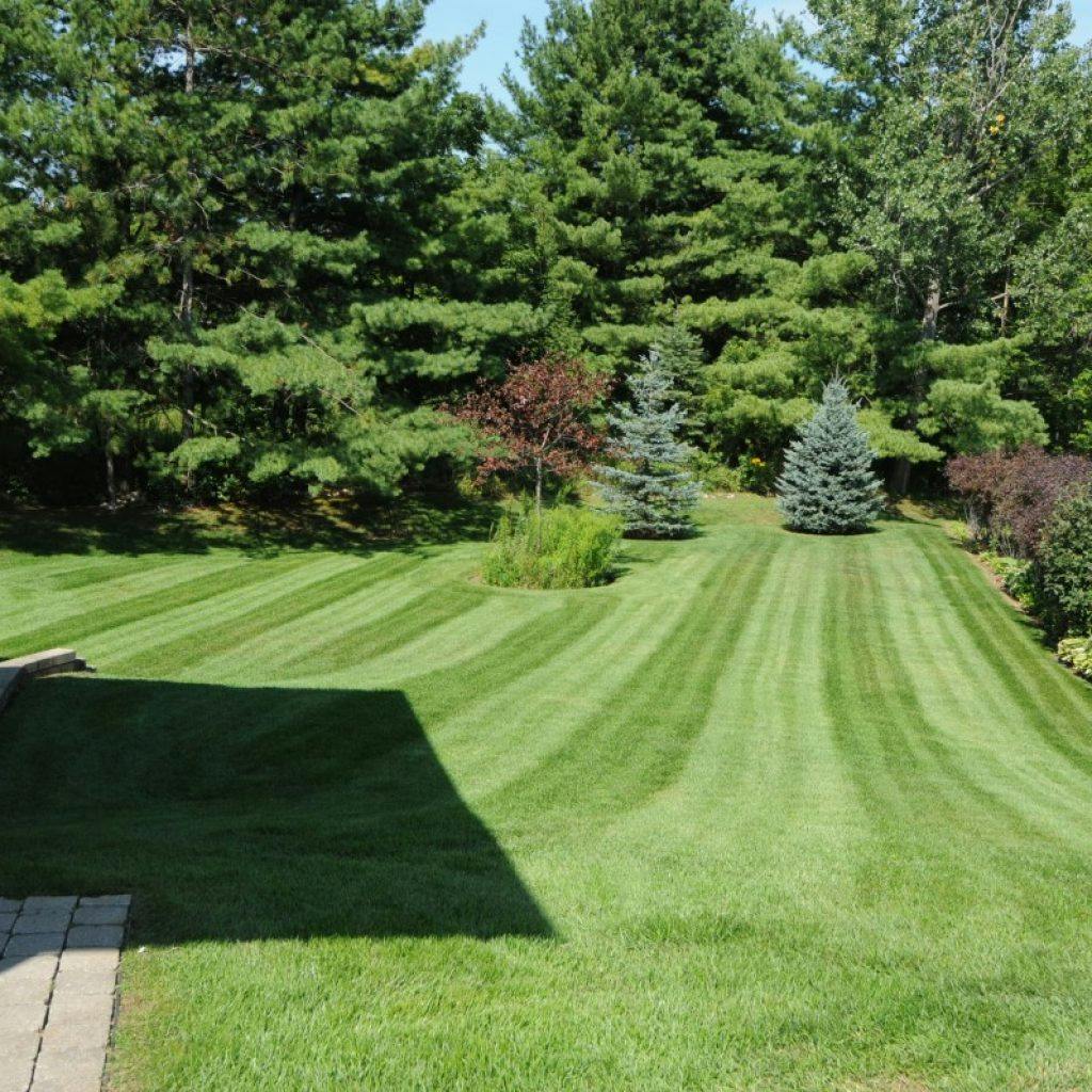 Beautiful green backyard lawn leading to mature tree-lined rear property line. 