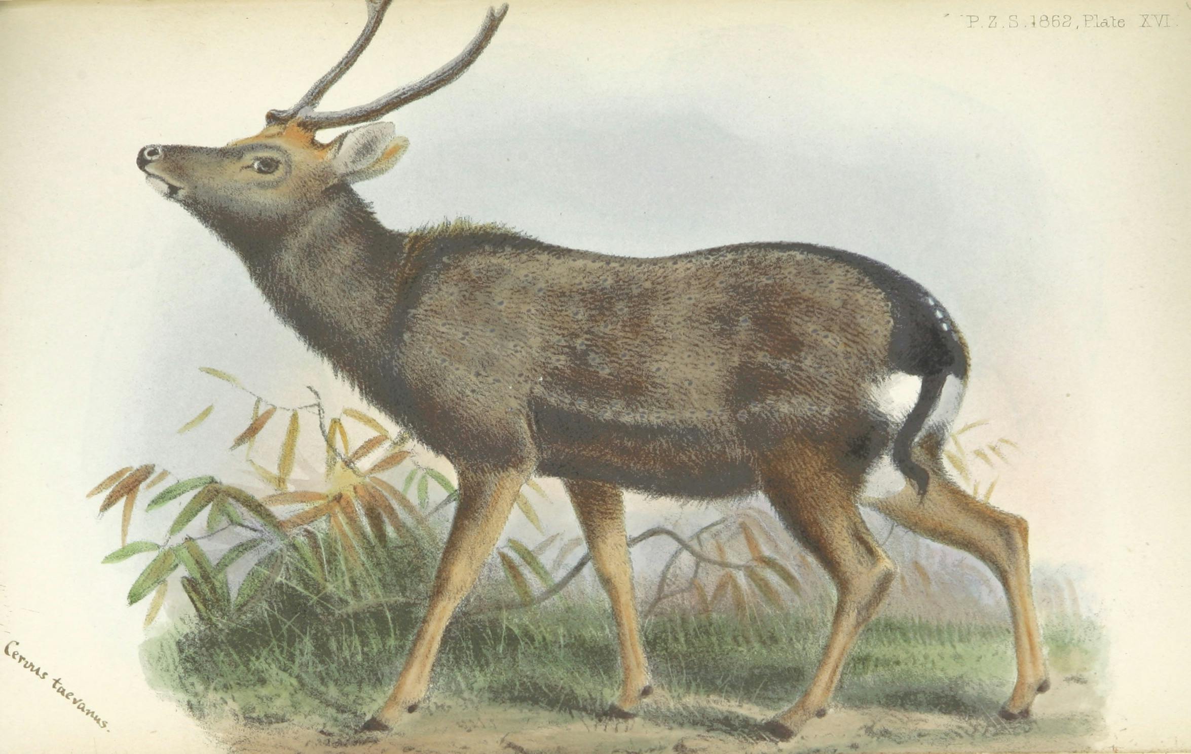 A color drawing of a deer