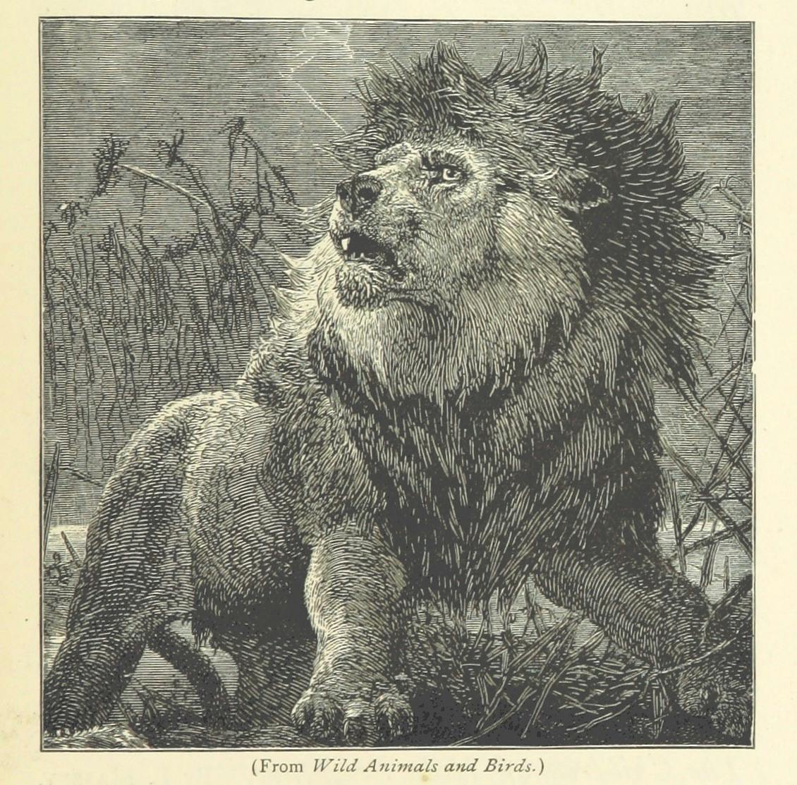 A pencil drawing of a lion from "Wild Animals and Birds"
