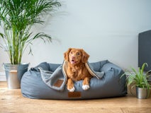 Dog sitting on a beanbag