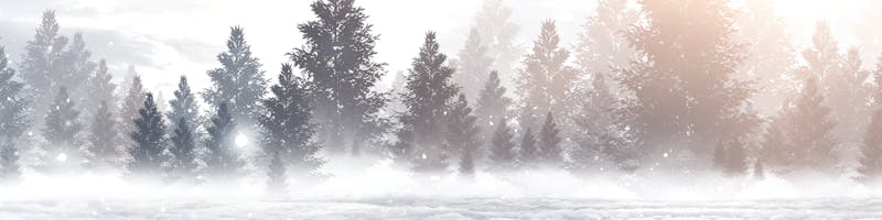 Pine trees in a field of snow. 