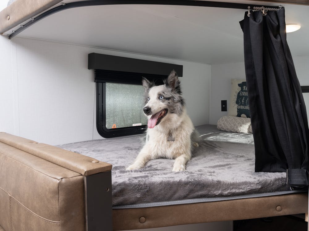 OB 244UBH Bunkbed with dog hanging out on it 