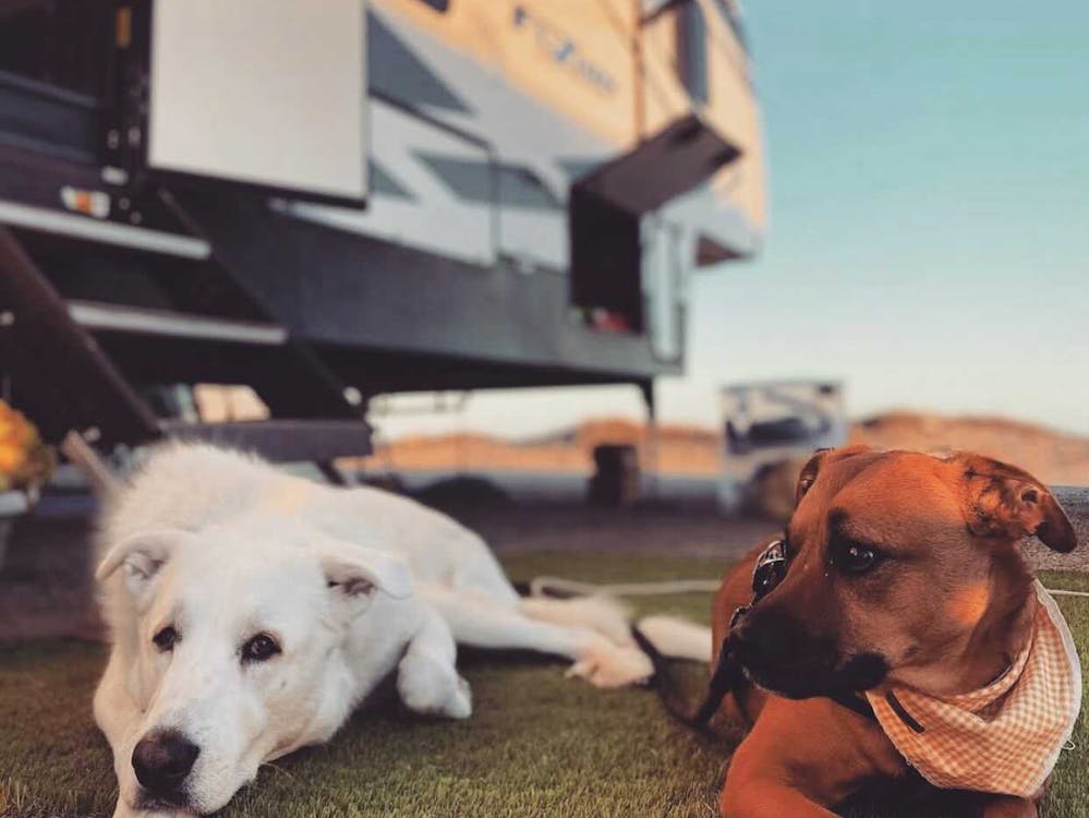 Dogs lying in front of an RV. 