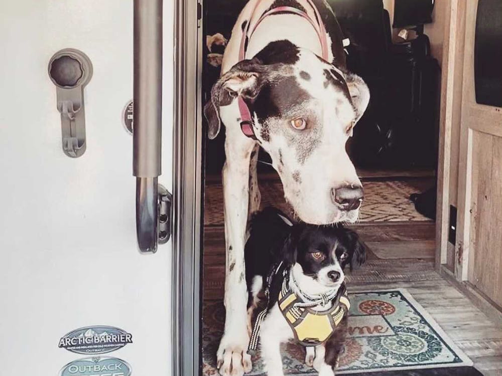 Great dane standing over smaller dog in RV door. 