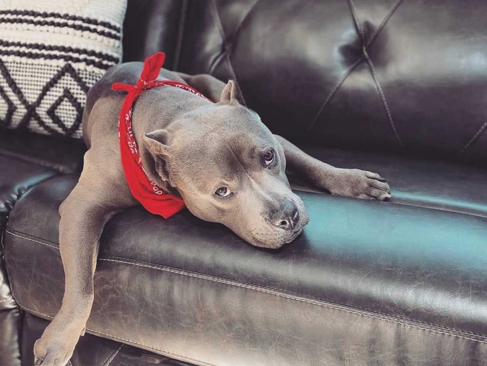 Sleepy dog on RV couch with red bandanna