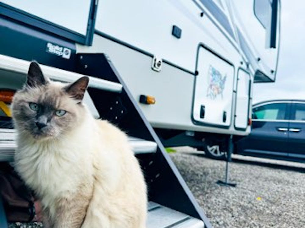 RV Travel with Pets: Joys, Challenges, and Essential Tips - Keystone RV
