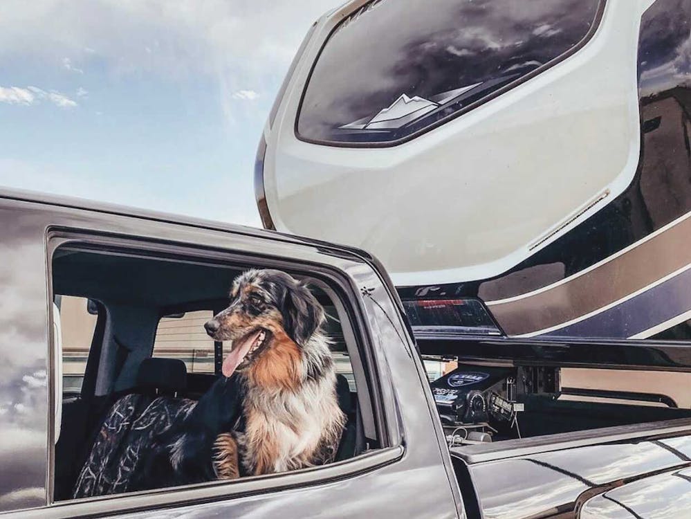 Dog looking out truck window. 