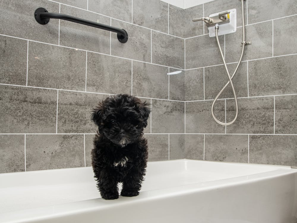 Puppy in 2021 Keystone Cougar 357UMR dog shower.