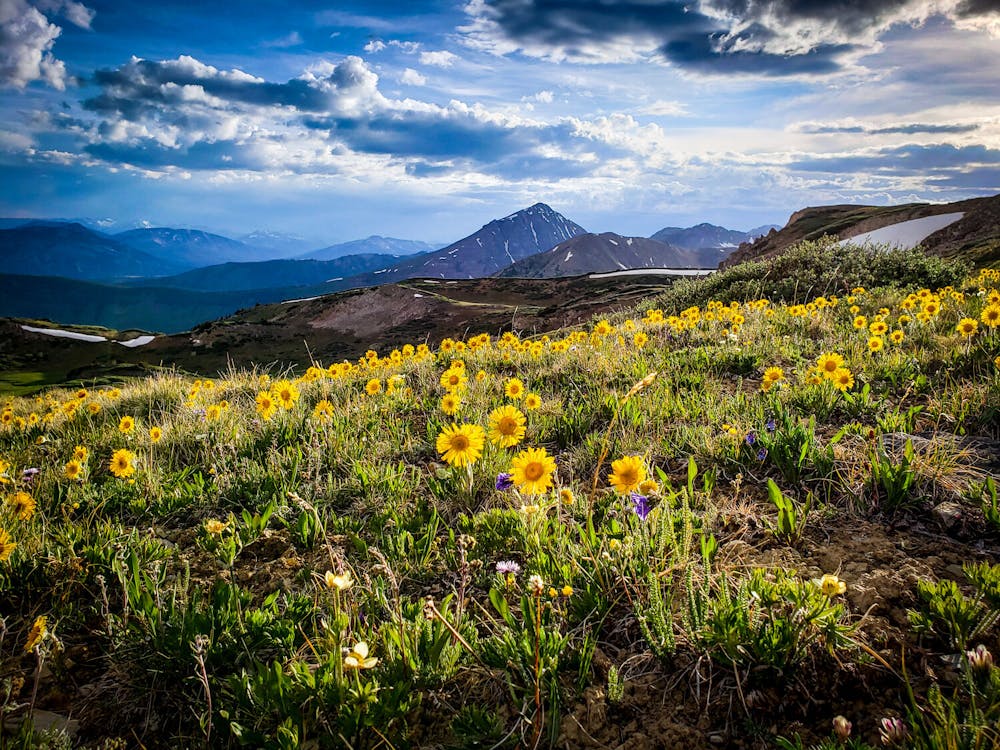 shot of mountains and yellow flowers