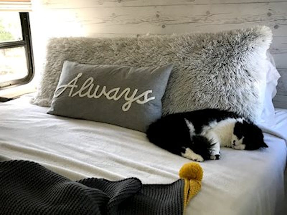 Kitty cat sleeping on bed with throw pillows in front of window.