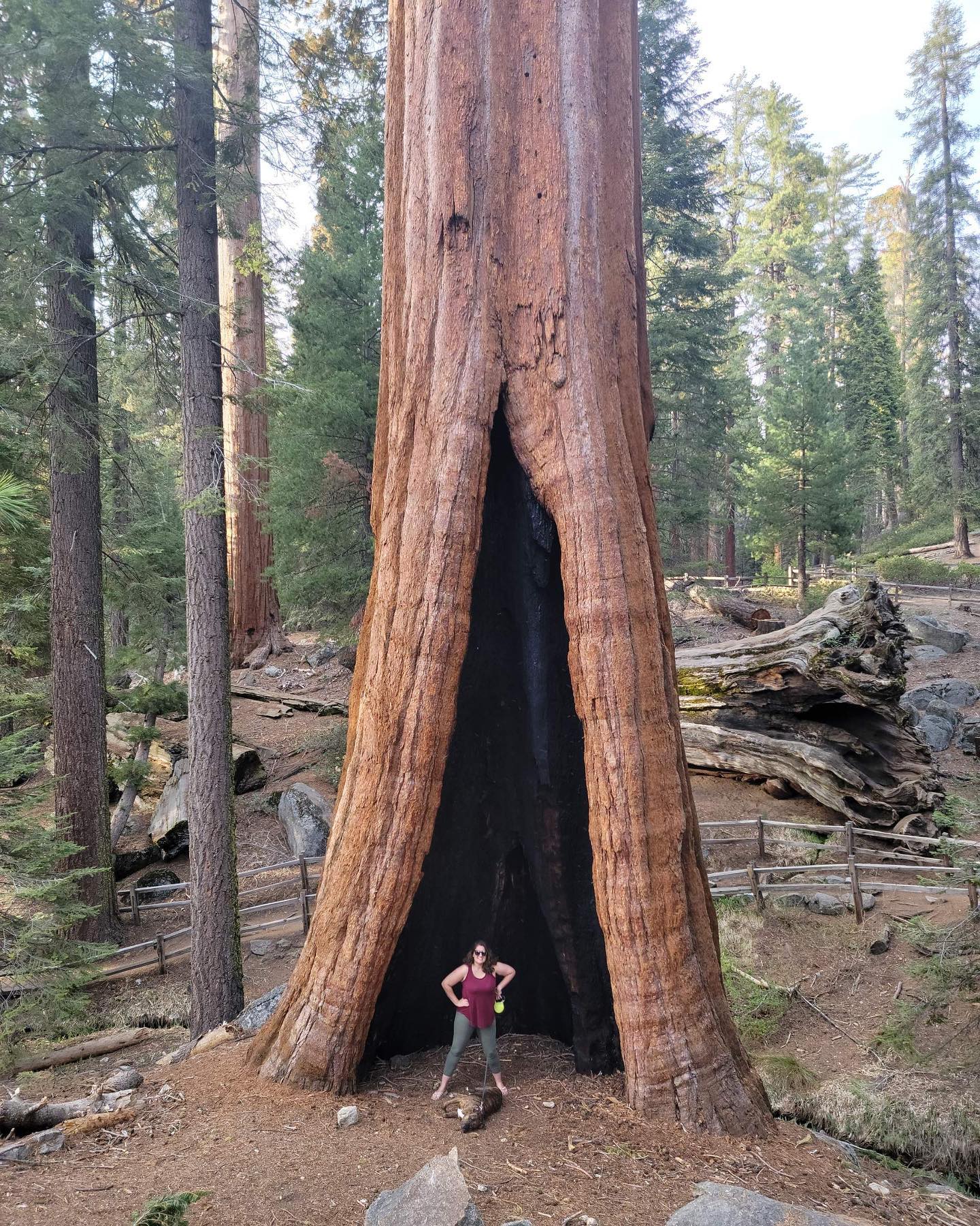 converse sprinter 415