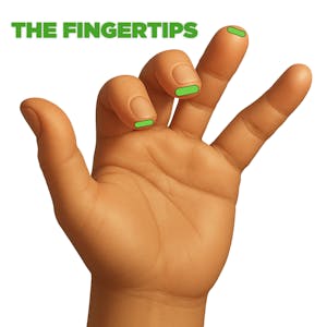 Curved fingertips using the cat’s claw hand shape for guitar playing