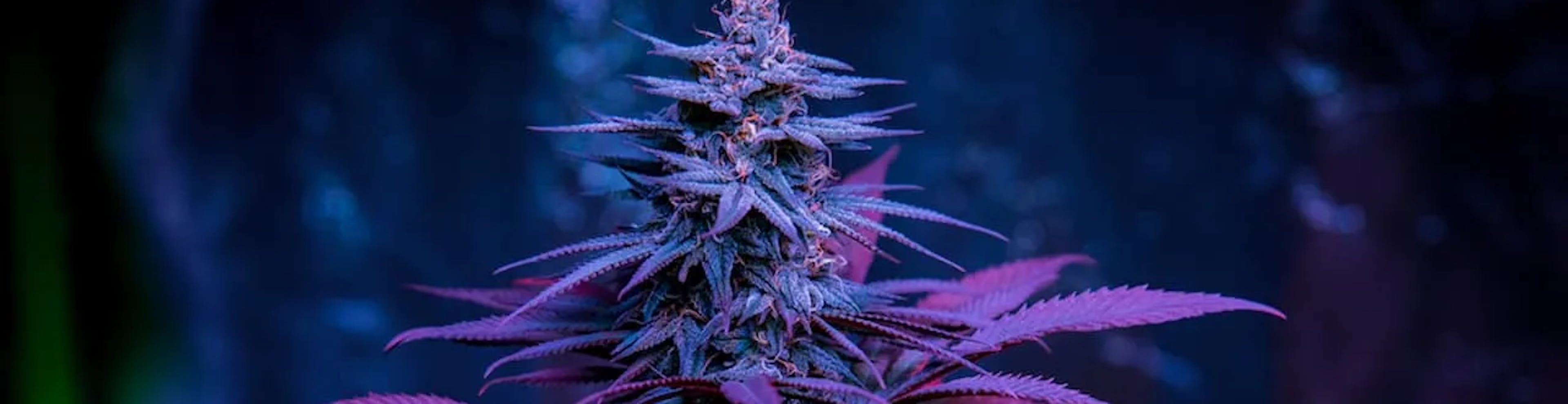 Purple Wookie Strain Banner