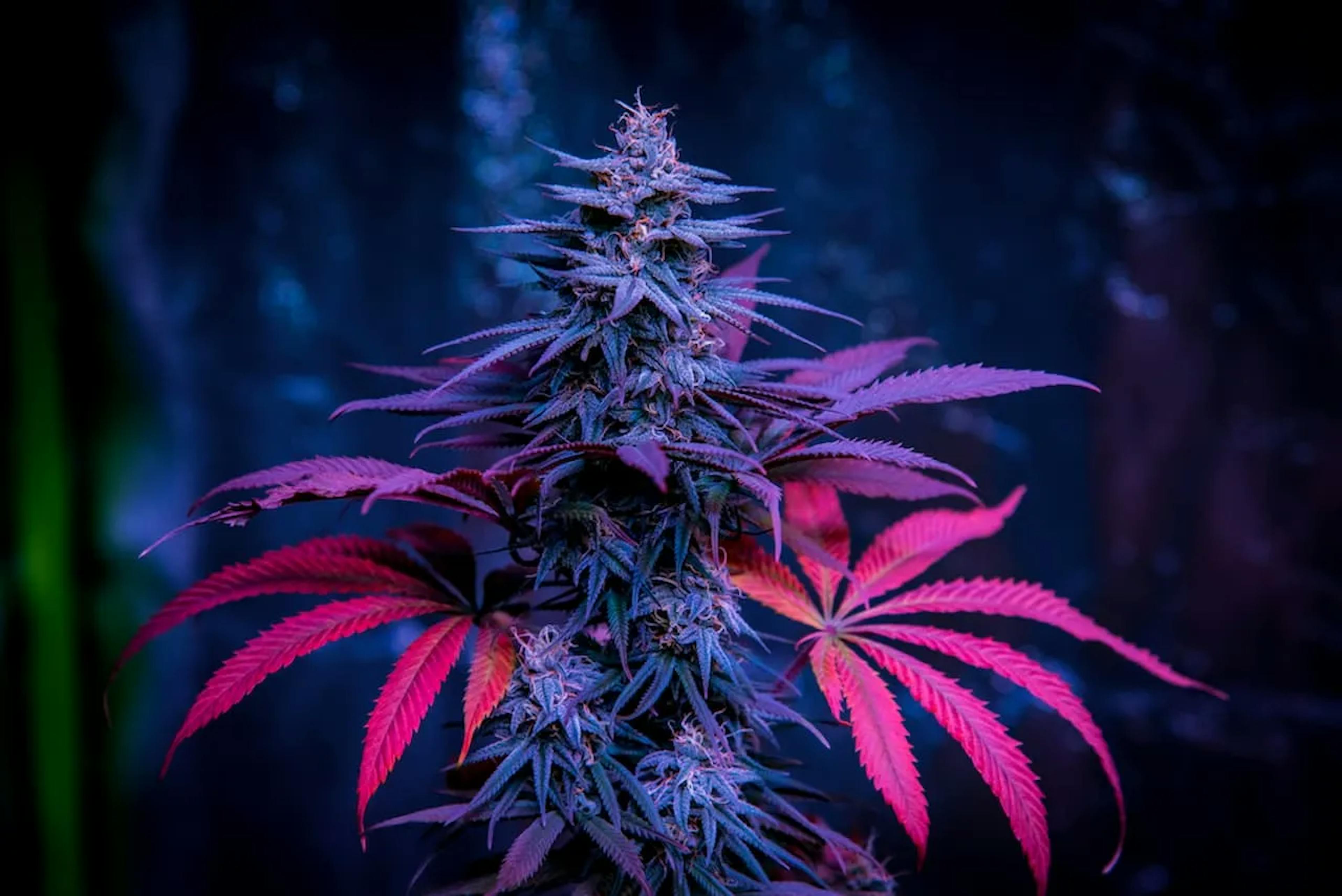 Purple Wookie Strain Banner