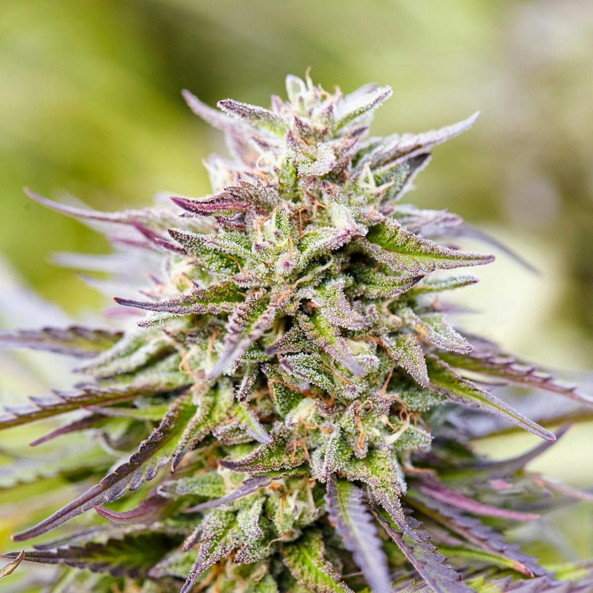 The Lowdown on the Cherry Pie Strain King’s Crew