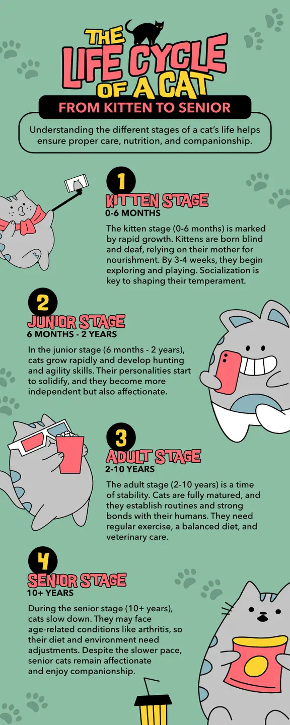 Infographic Examples for Children, Kids, Teens, Teenagers about the life cycle of a cat, fun, green soft color palettes